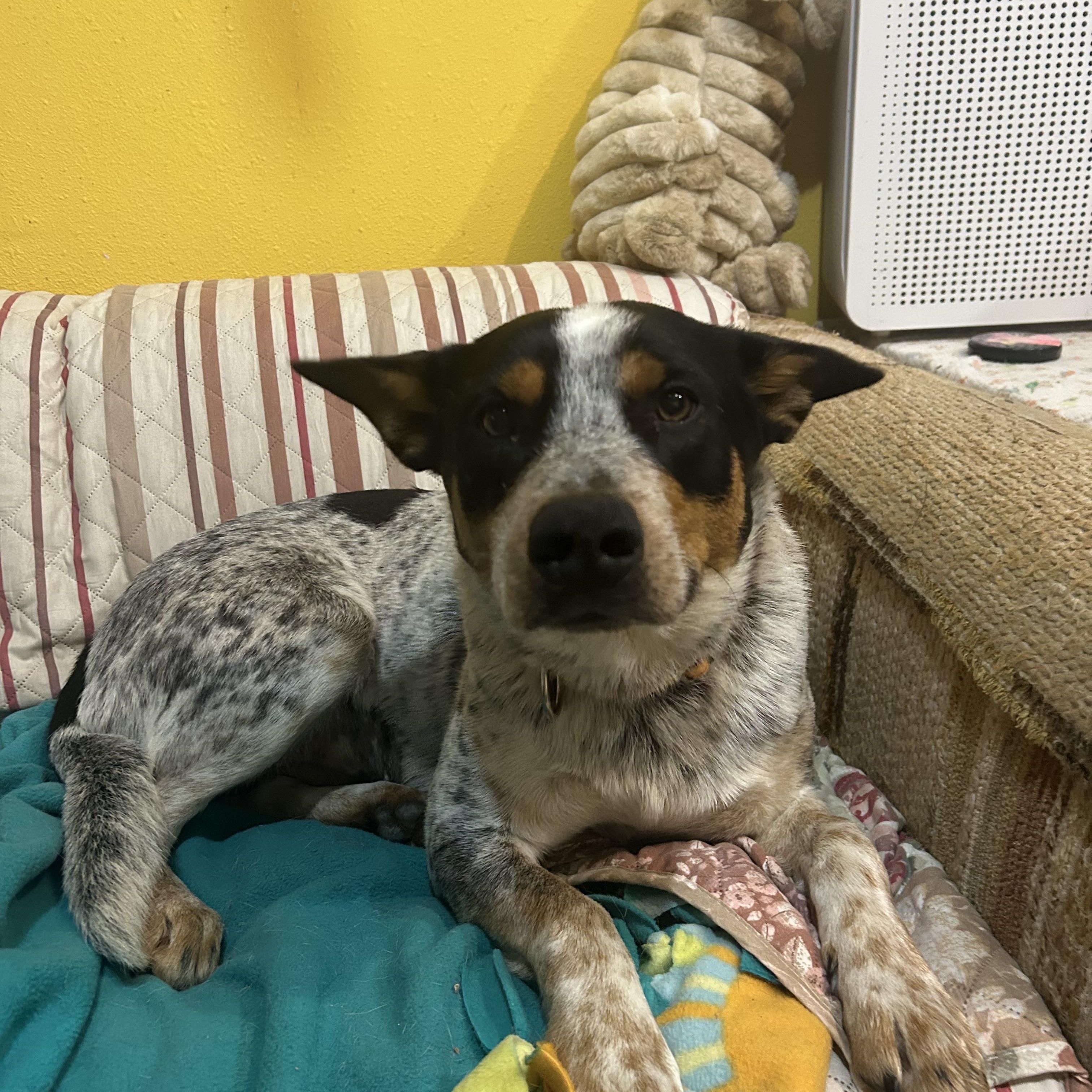 Boone  ***Courtesy Listing for Luke's Legacy***, ADOPTABLE, Adult Male Australian Cattle Dog / Blue Heeler.