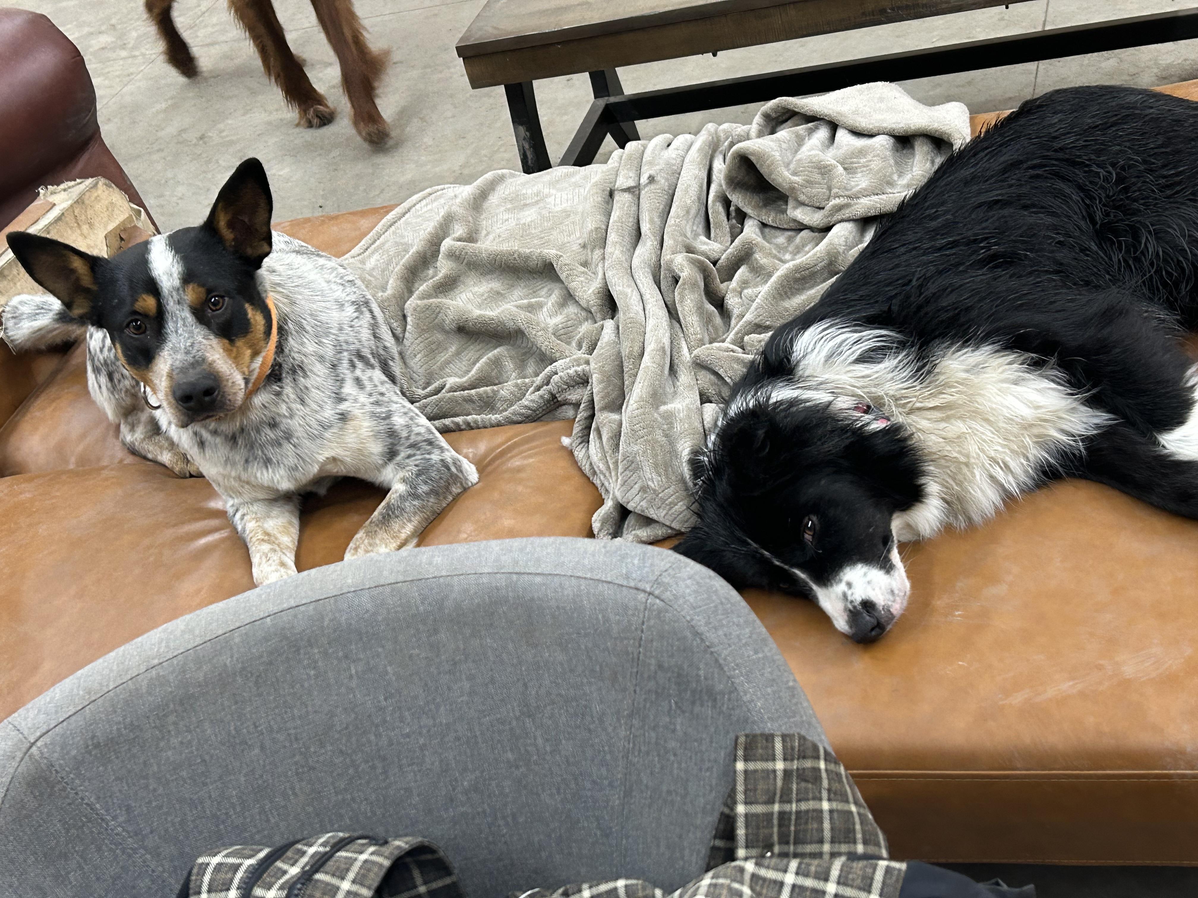 Enlarge Boone  ***Courtesy Listing for Luke's Legacy***, a ADOPTABLE Australian Cattle Dog / Blue Heeler in COEUR D ALENE, ID image 3/4