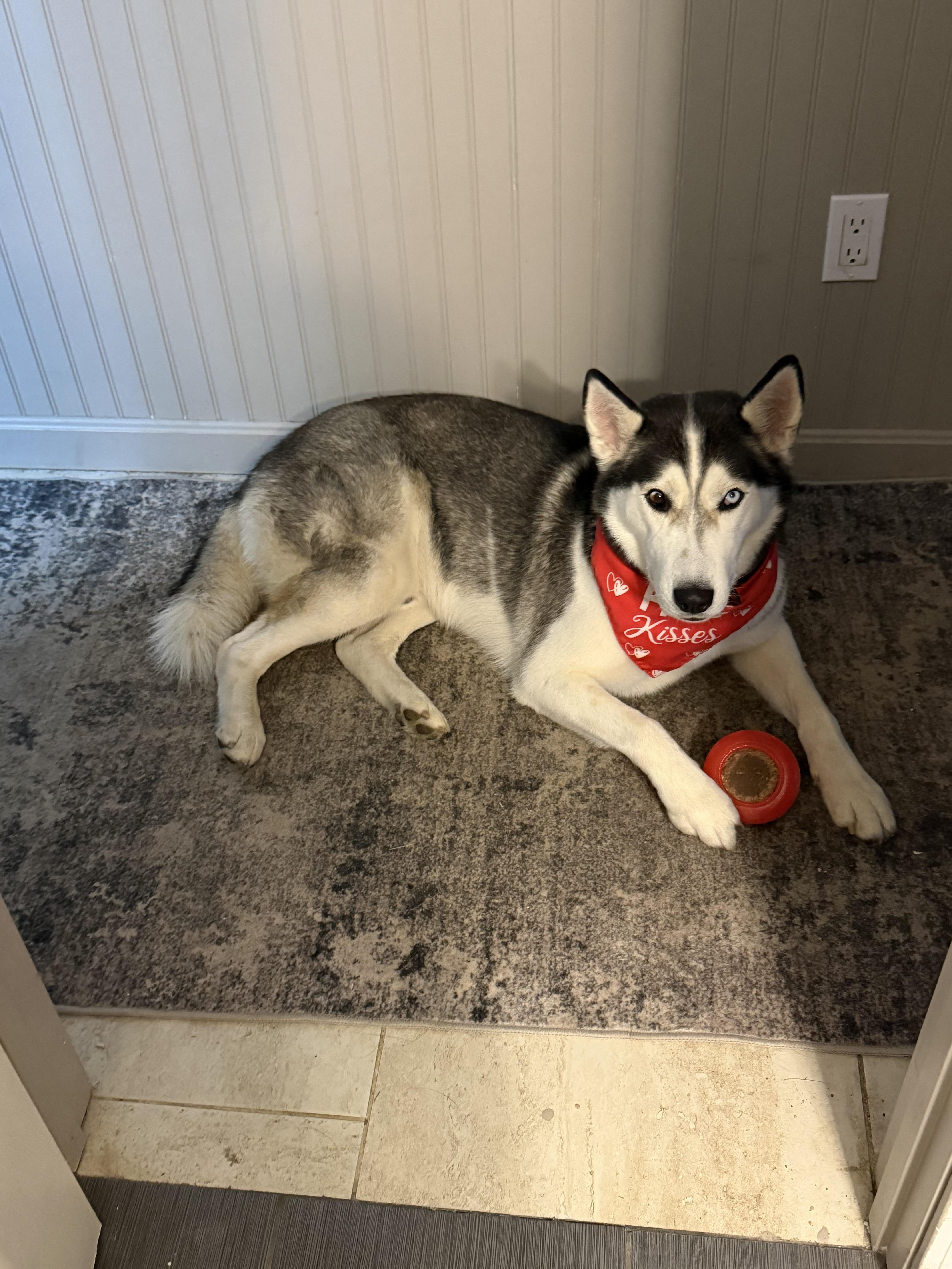 Max, a ADOPTABLE Siberian Husky in Nashua, NH image 6/6