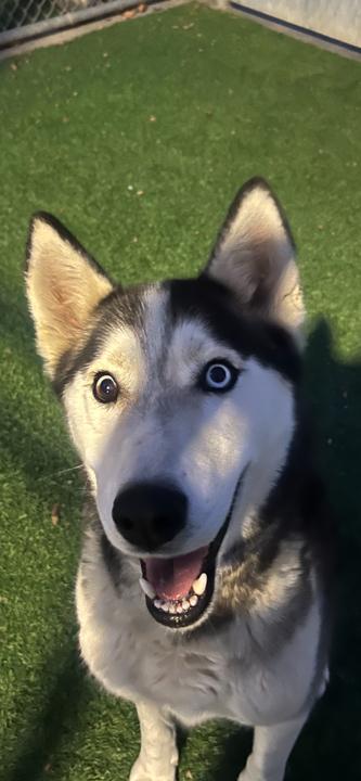 Enlarge Max, a ADOPTABLE Siberian Husky in Nashua, NH image 3/6