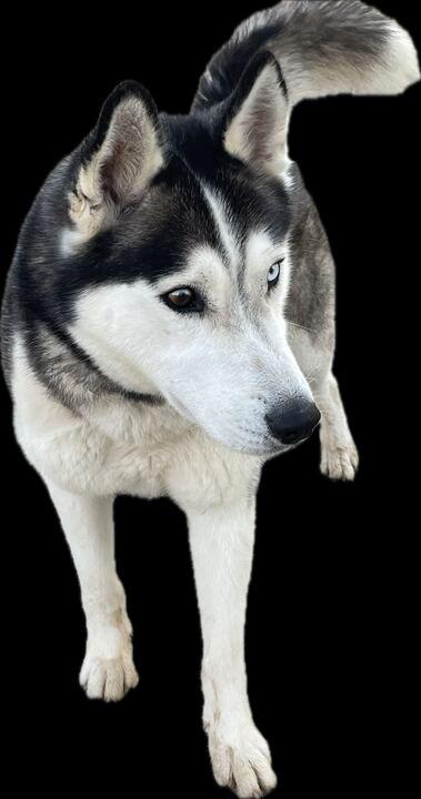 Enlarge Max, a ADOPTABLE Siberian Husky in Nashua, NH image 5/6
