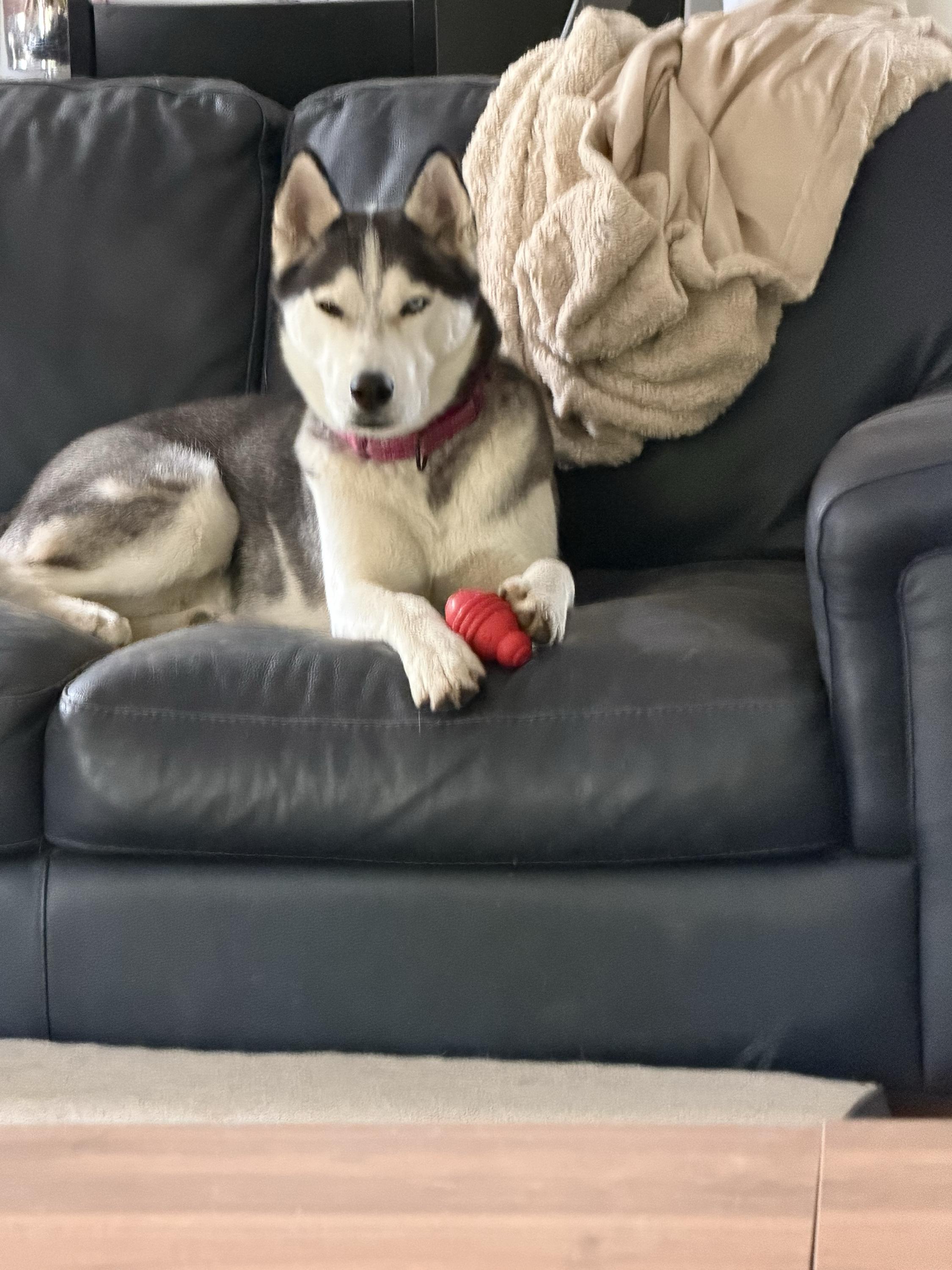 Max, a ADOPTABLE Siberian Husky in Nashua, NH image 4/6