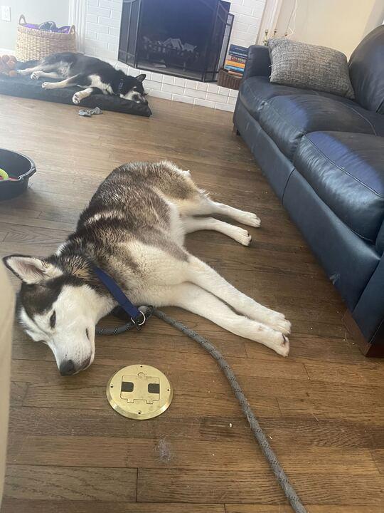 Enlarge Max, a ADOPTABLE Siberian Husky in Nashua, NH image 6/6