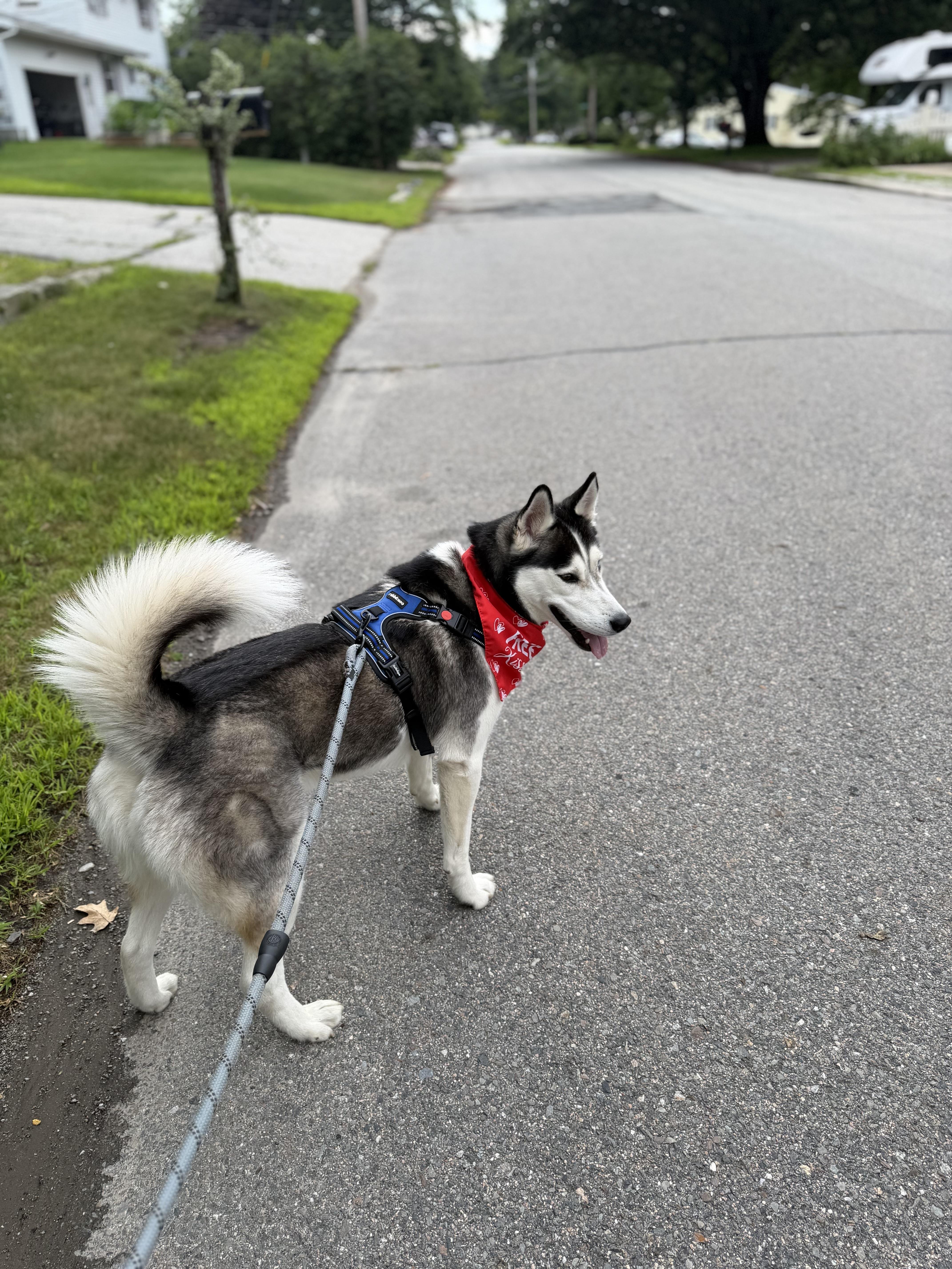 Max, ADOPTABLE, Young Male Siberian Husky.