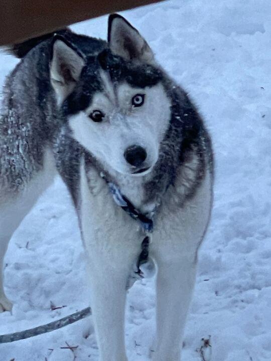 Enlarge Max, a ADOPTABLE Siberian Husky in Nashua, NH image 1/6