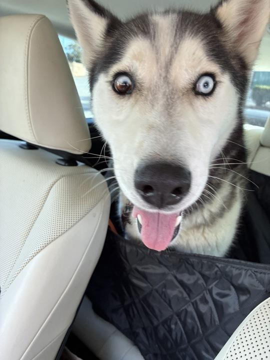 Enlarge Max, a ADOPTABLE Siberian Husky in Nashua, NH image 4/6