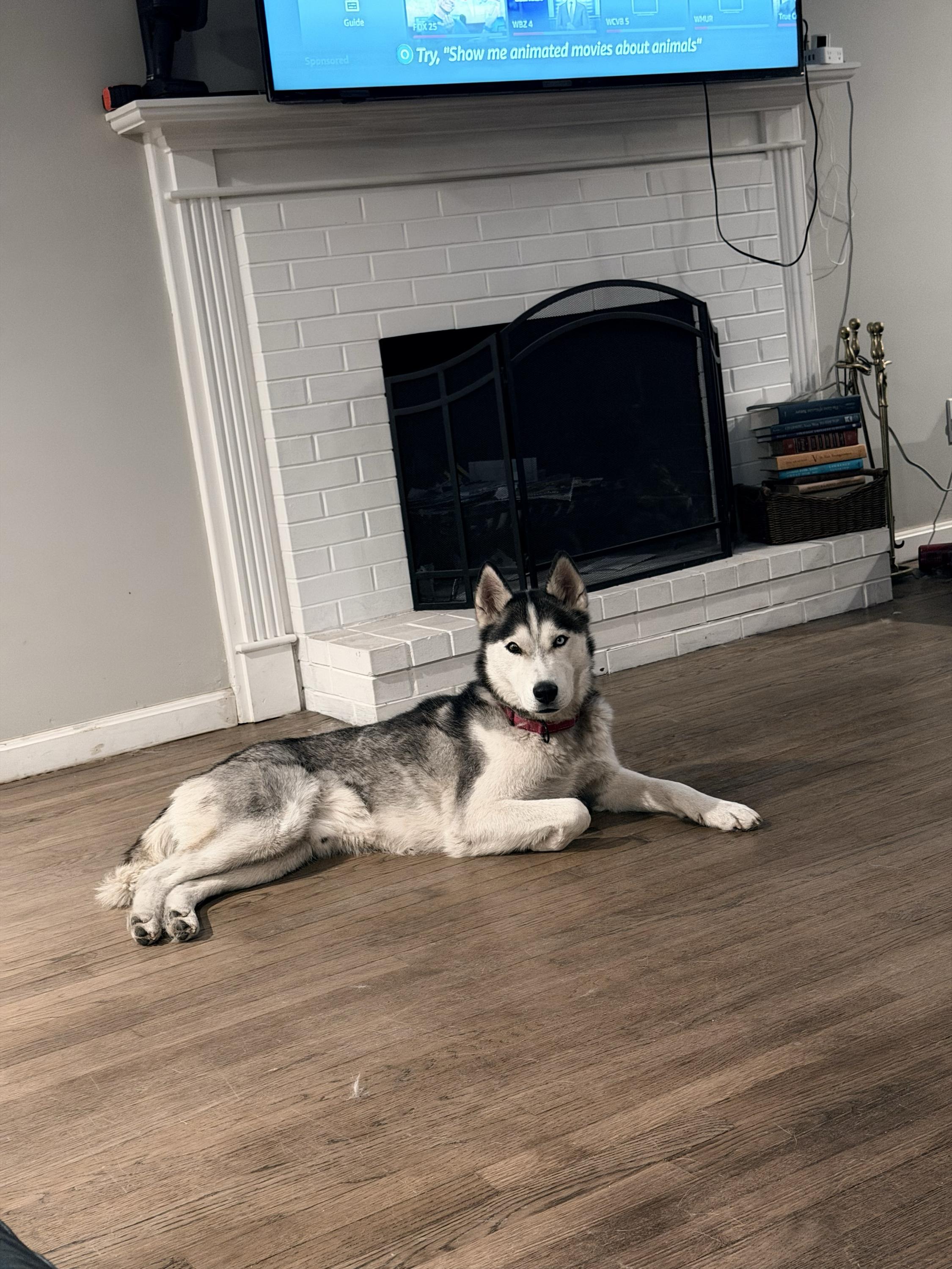 Max, a ADOPTABLE Siberian Husky in Nashua, NH image 5/6
