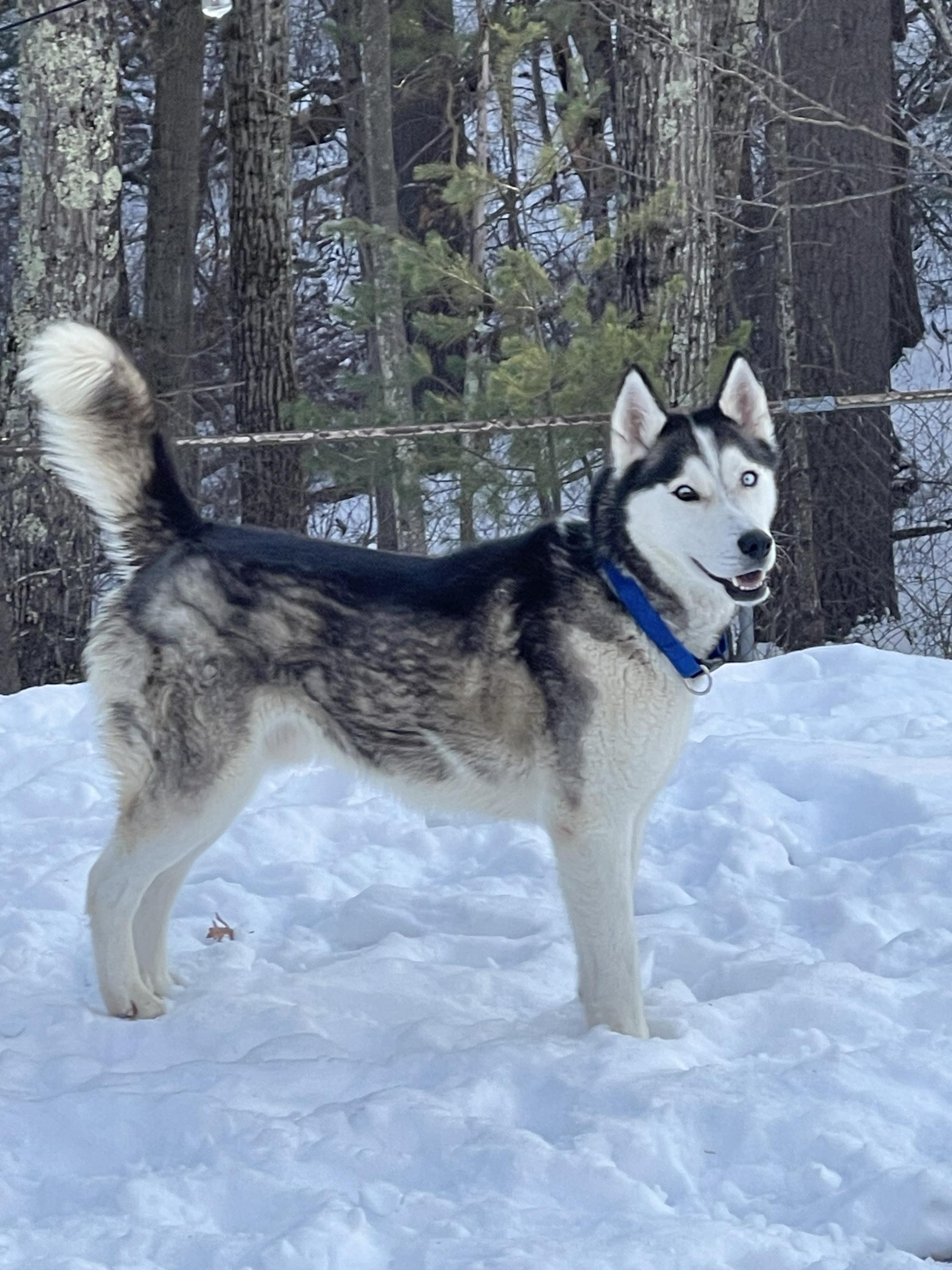 Max, ADOPTABLE, Young Male Siberian Husky.