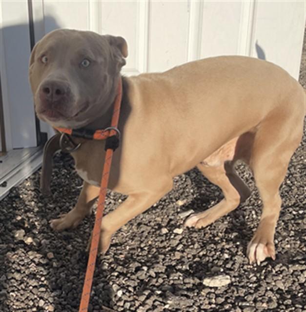 Enlarge WHISKEY, a Adoptable Pit Bull Terrier in Casper, WY image 1/1