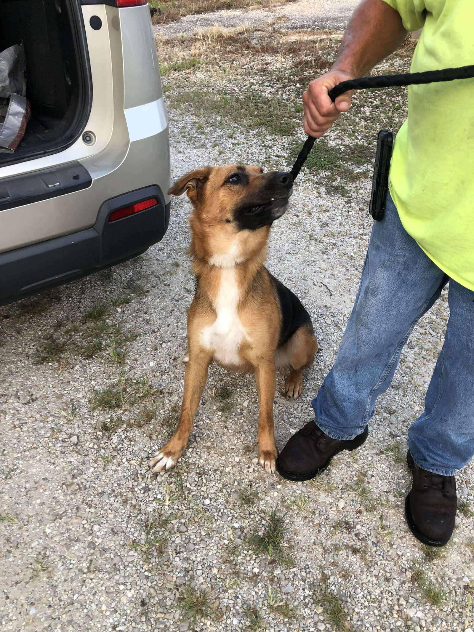 Charlotte, a Adoptable Shepherd in Stover, MO image 1/2