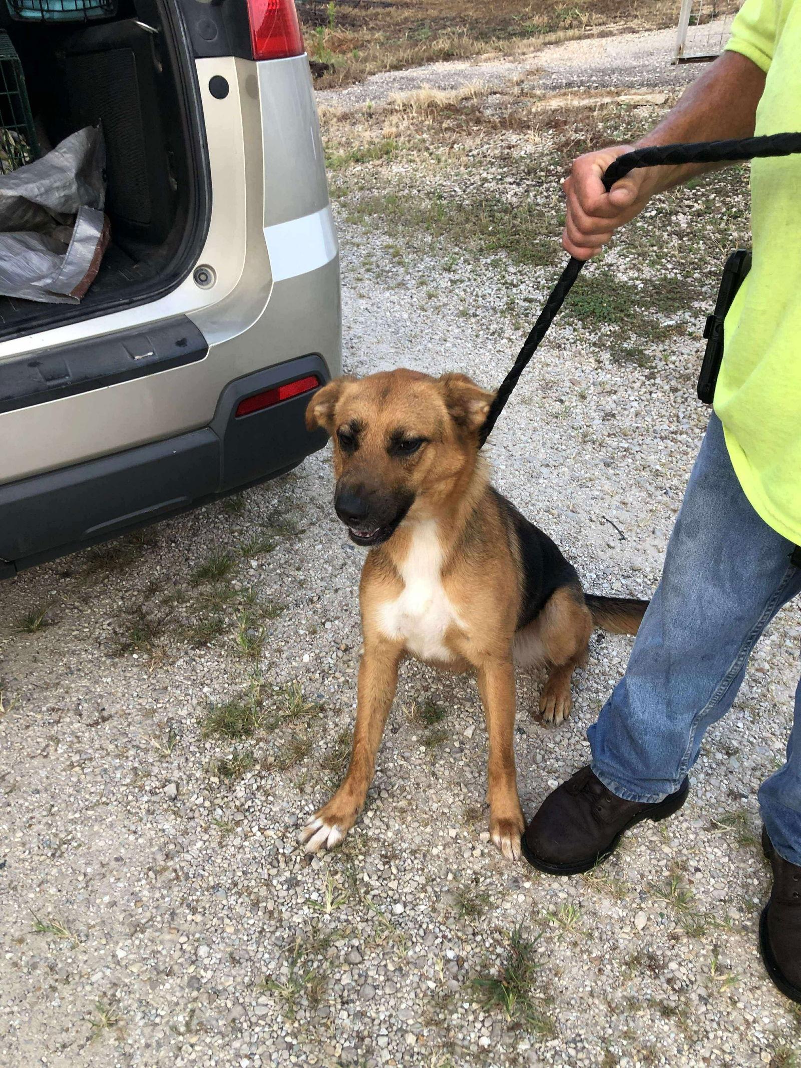 Charlotte, a Adoptable Shepherd in Stover, MO image 2/2