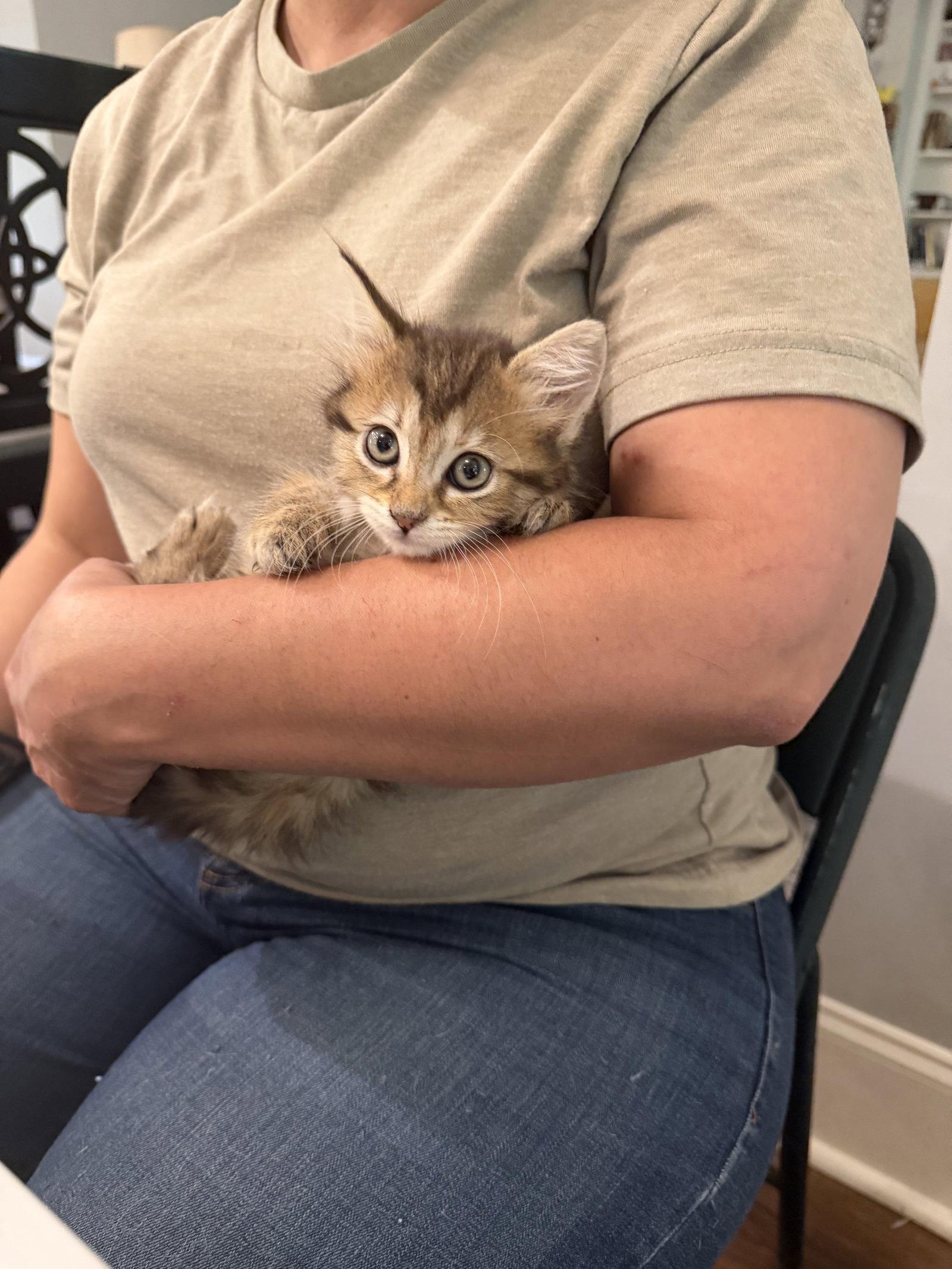 Elbow (Available for pre-adoption), Adopted, Young Female Domestic Long Hair.