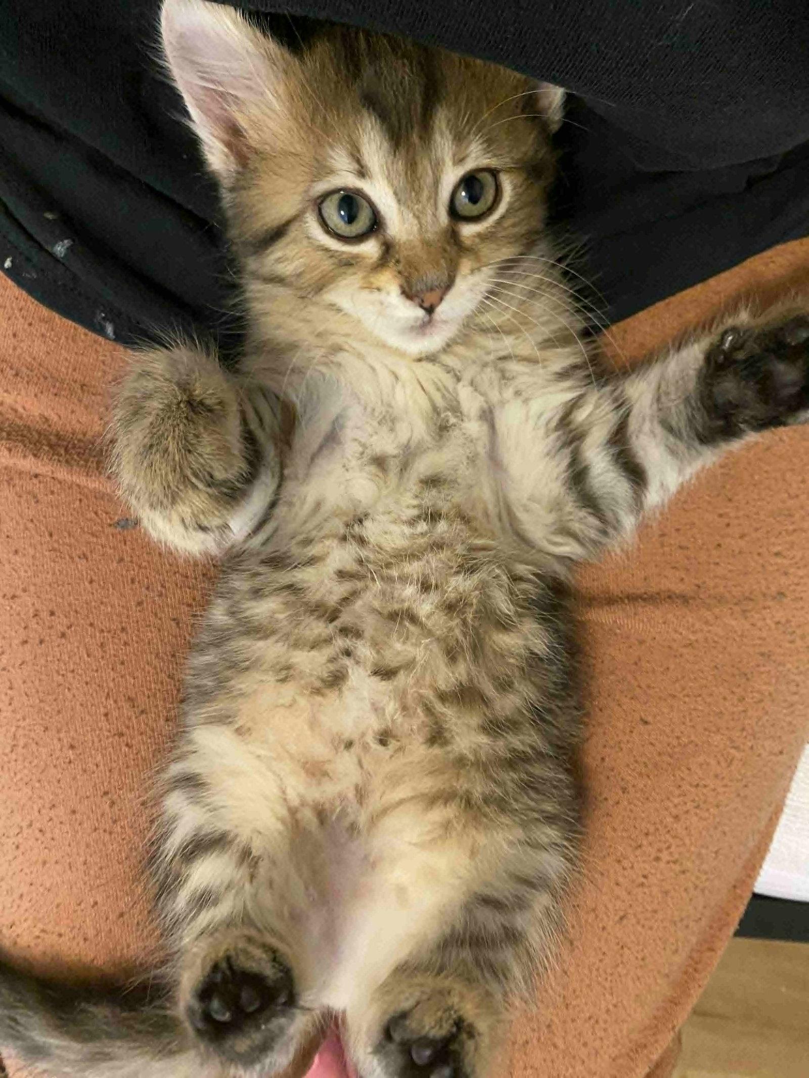 Elbow (Available for pre-adoption), a Adopted Domestic Long Hair in Camden, SC image 2/2