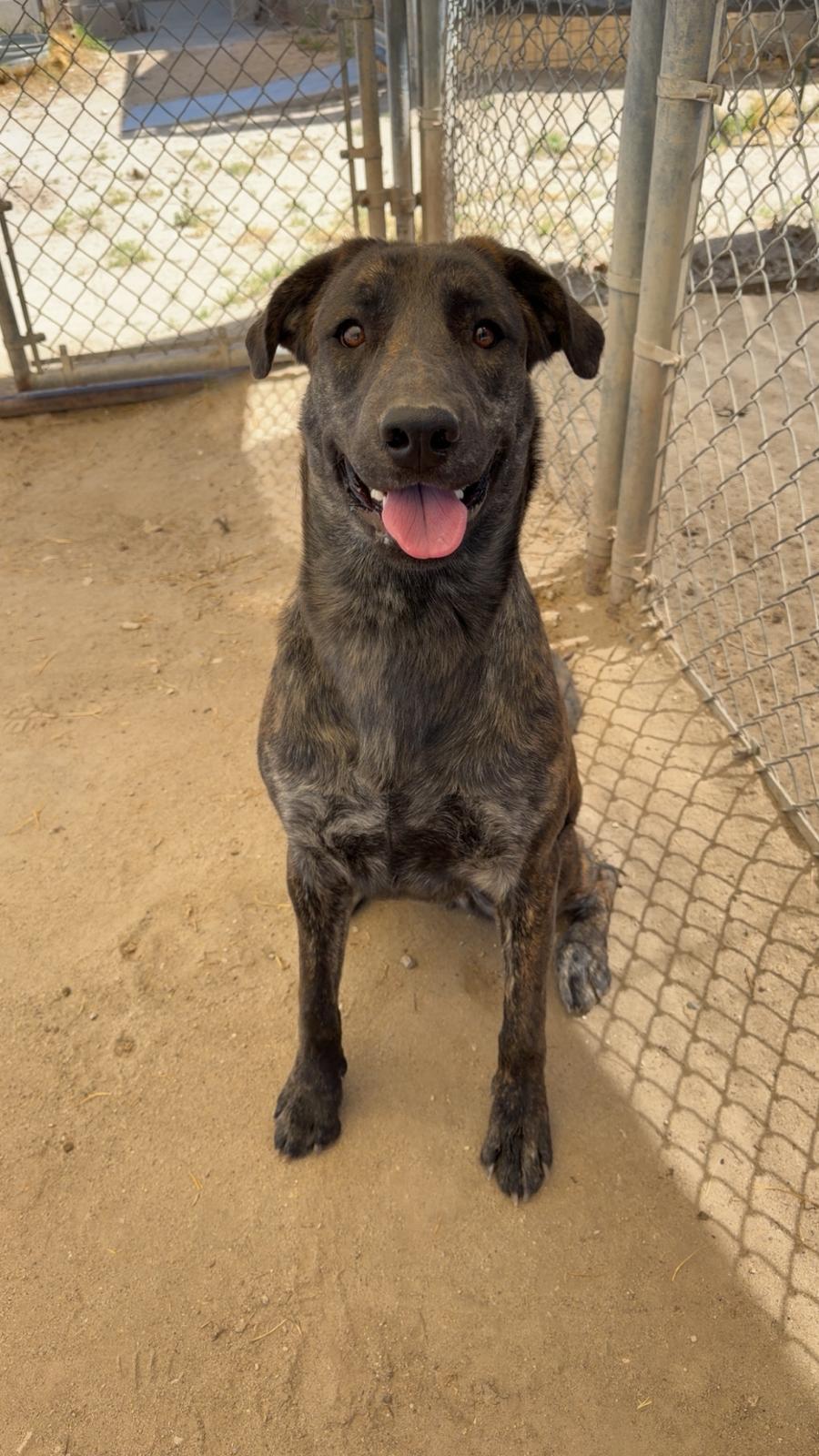 Luna, ADOPTABLE, Adult Female Mixed Breed.