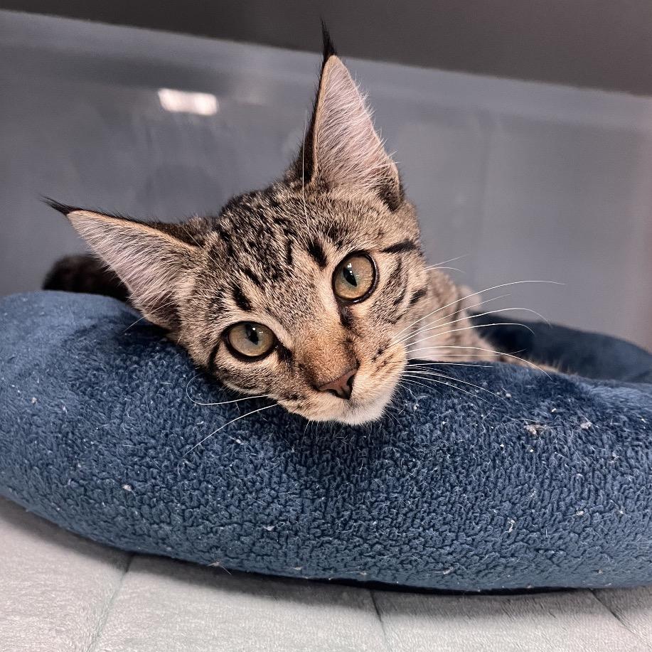 Enlarge Lulu, a Adoptable Domestic Short Hair in Port Charlotte, FL image 1/2