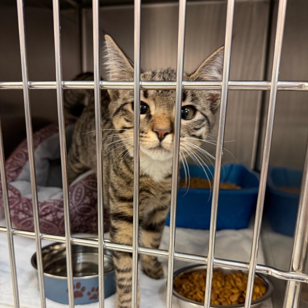 Enlarge Lulu, a Adoptable Domestic Short Hair in Port Charlotte, FL image 2/2