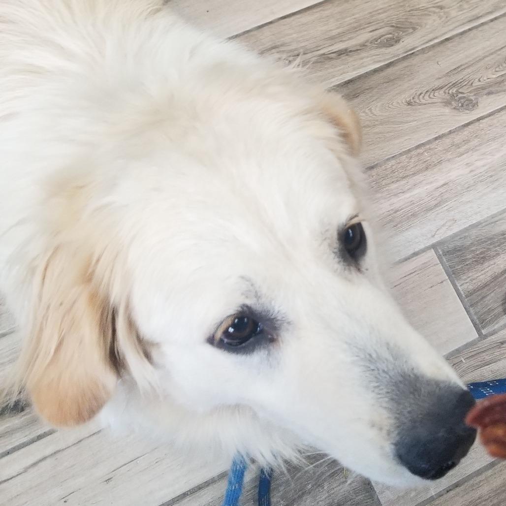 Enlarge Tiffany, a Adoptable Great Pyrenees in Henderson, KY image 1/1