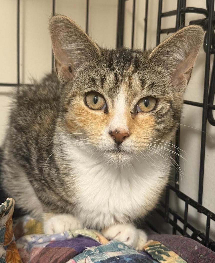 Banyan, Adoptable, Kitten Female Domestic Short Hair & Torbie.