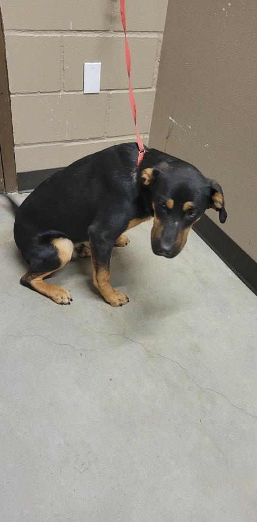 Blitzen, Adoptable, Young Male Labrador Retriever.