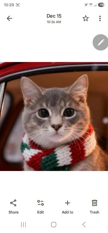 Earl, Adoptable, Young Male Domestic Medium Hair.