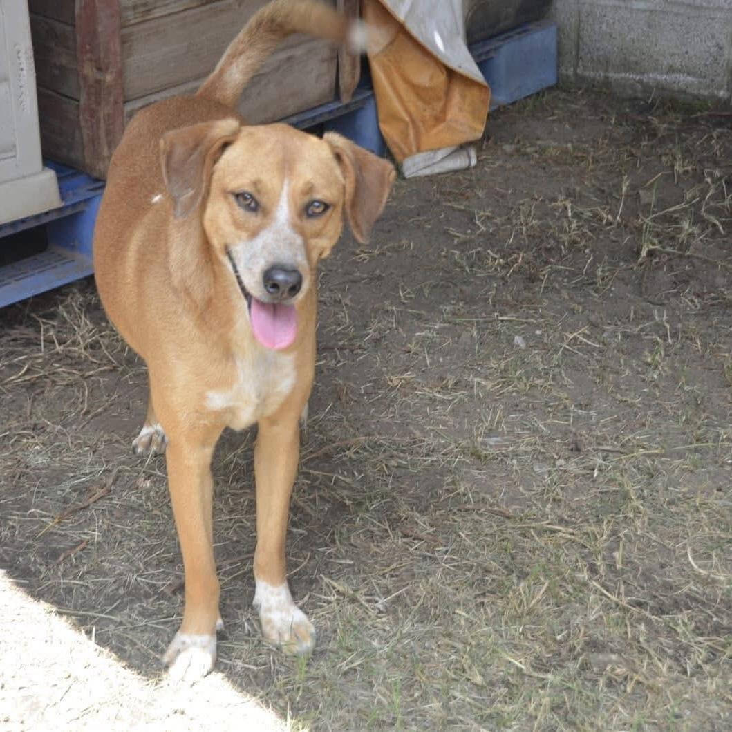 Anika, ADOPTABLE, Young Female Mixed Breed & Labrador Retriever.