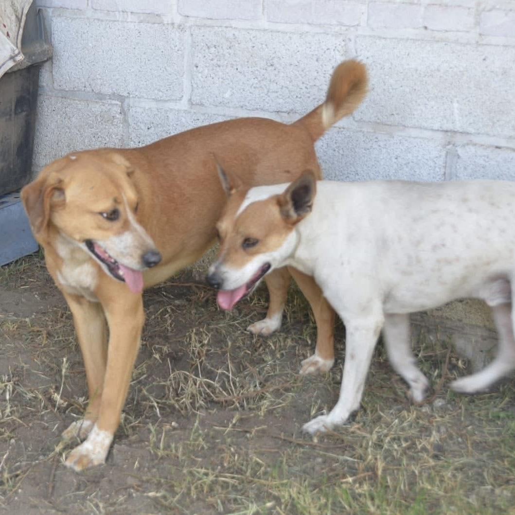 Enlarge Anika, a ADOPTABLE mixed breed in Mississauga, ON image 3/5