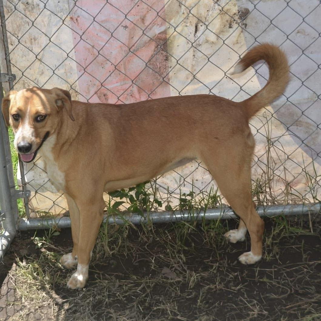 Enlarge Anika, a ADOPTABLE mixed breed in Mississauga, ON image 2/5