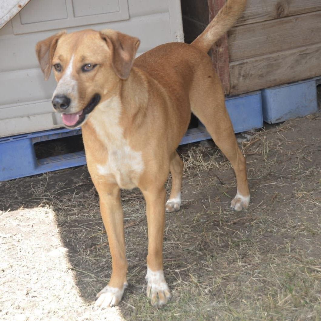 Enlarge Anika, a ADOPTABLE mixed breed in Mississauga, ON image 4/5