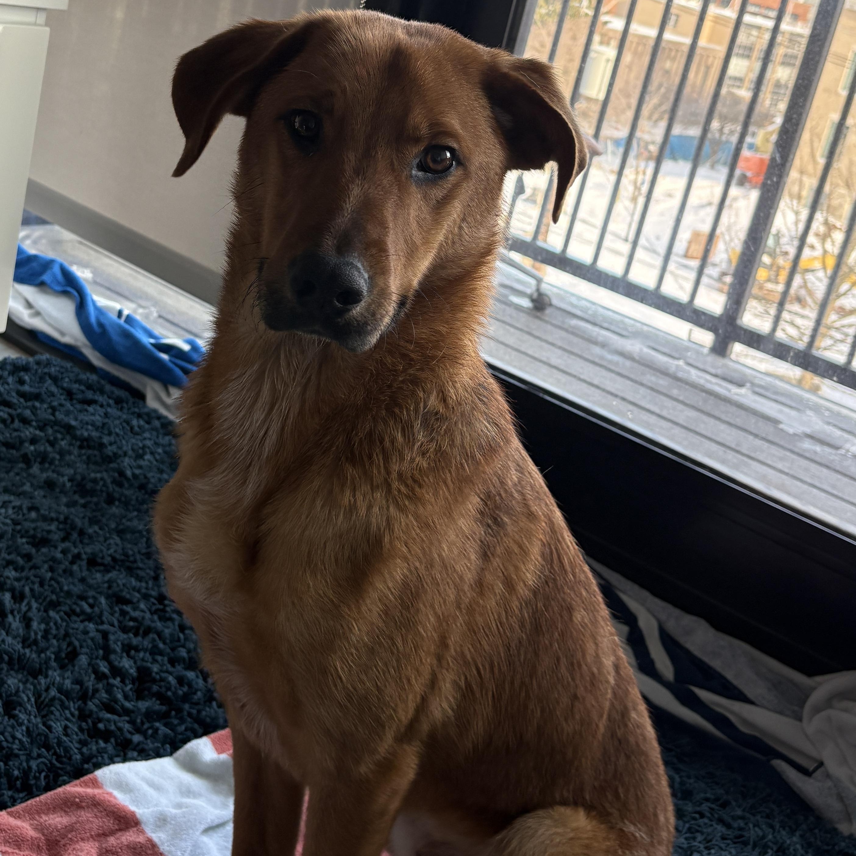 Brownie , ADOPTABLE, Young Male Labrador Retriever.