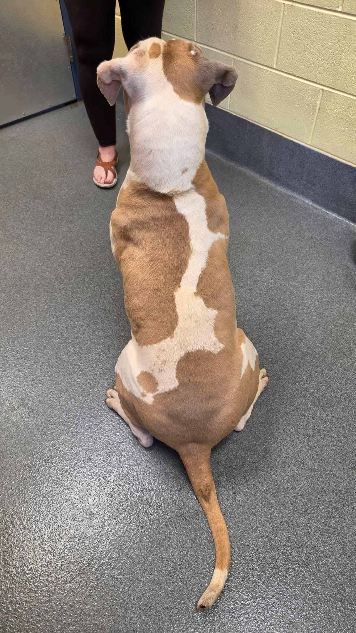 Abby (the Gem), a ADOPTABLE Pit Bull Terrier in Amherst, VA image 2/6