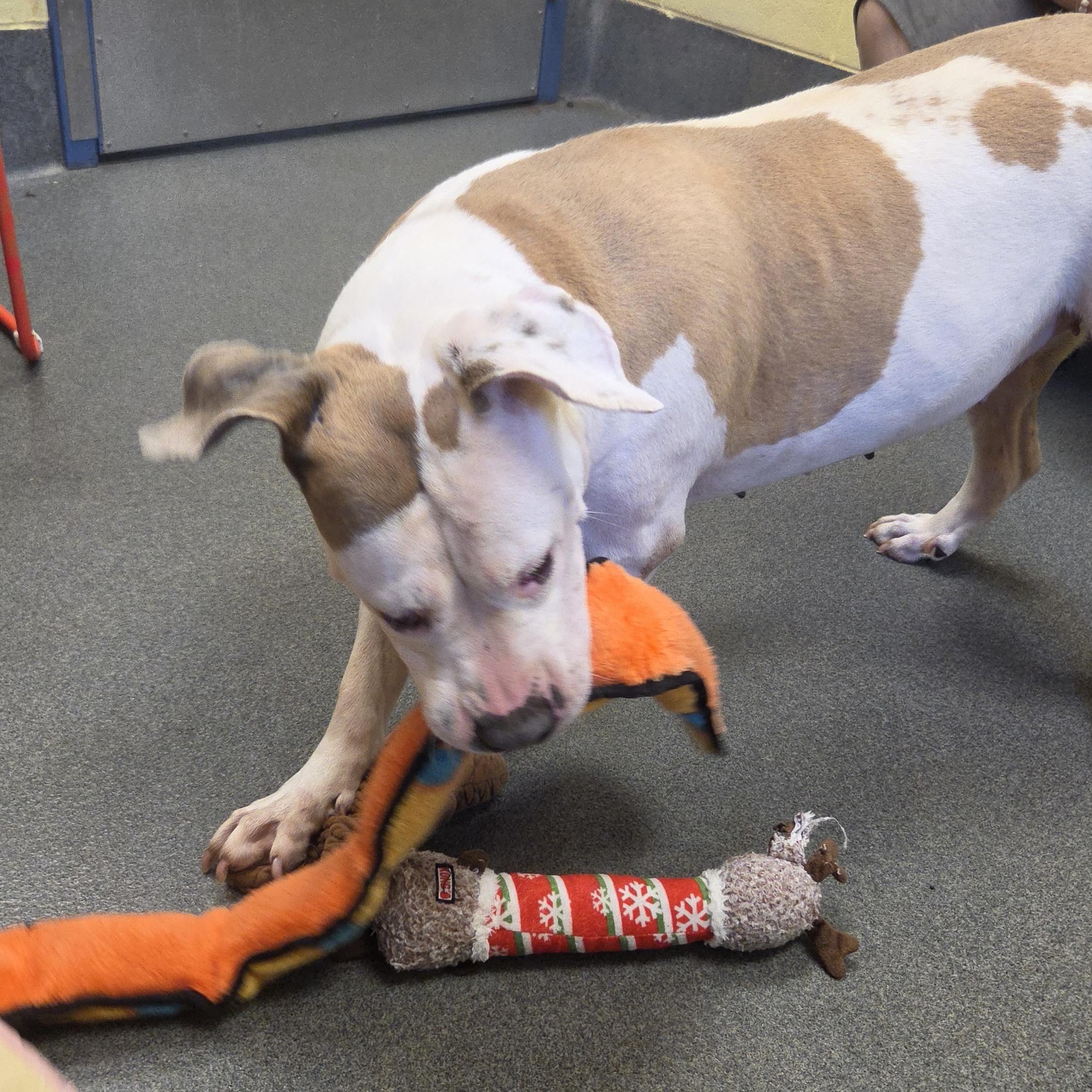 Abby (the Gem), a ADOPTABLE Pit Bull Terrier in Amherst, VA image 3/6