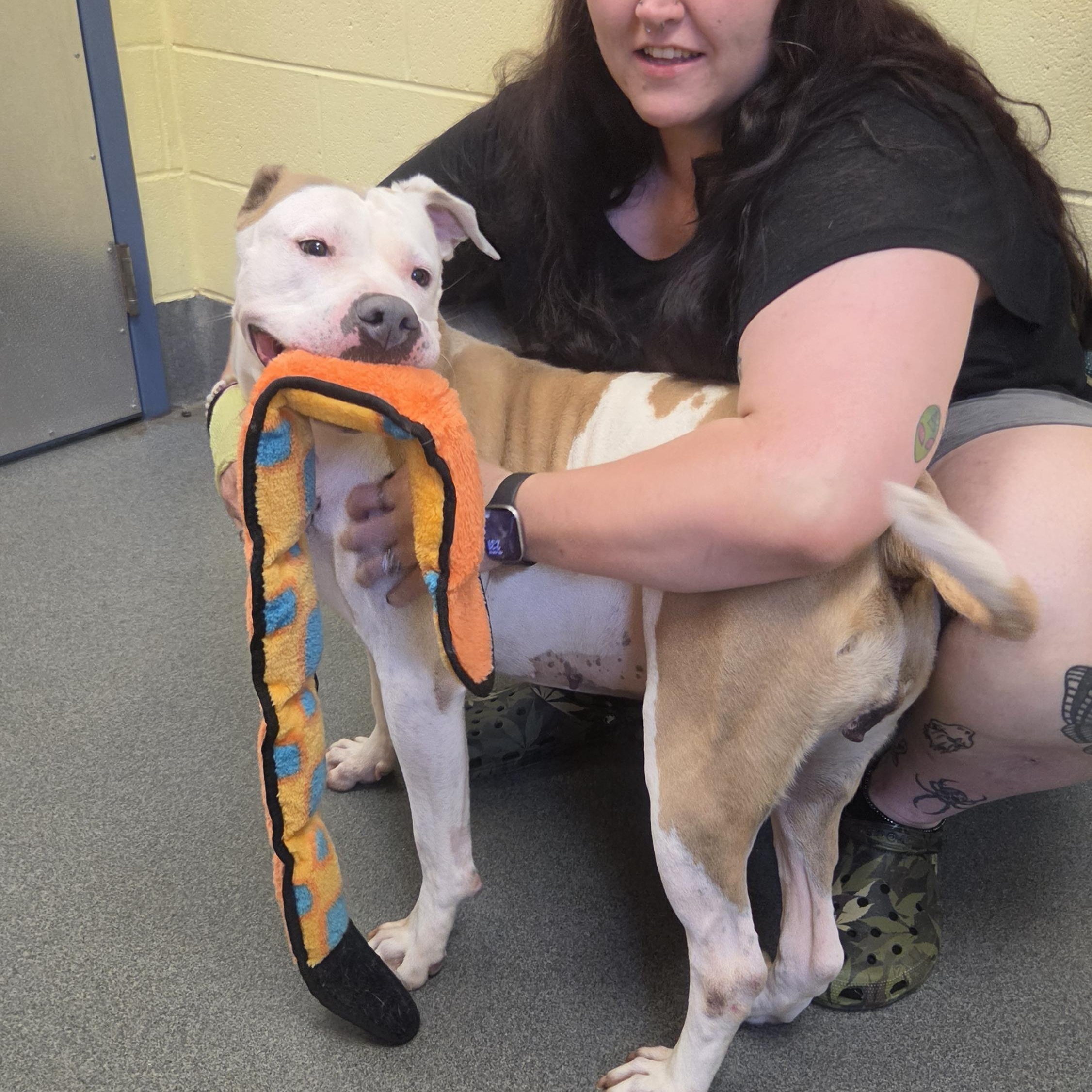Abby (the Gem), a ADOPTABLE Pit Bull Terrier in Amherst, VA image 4/6