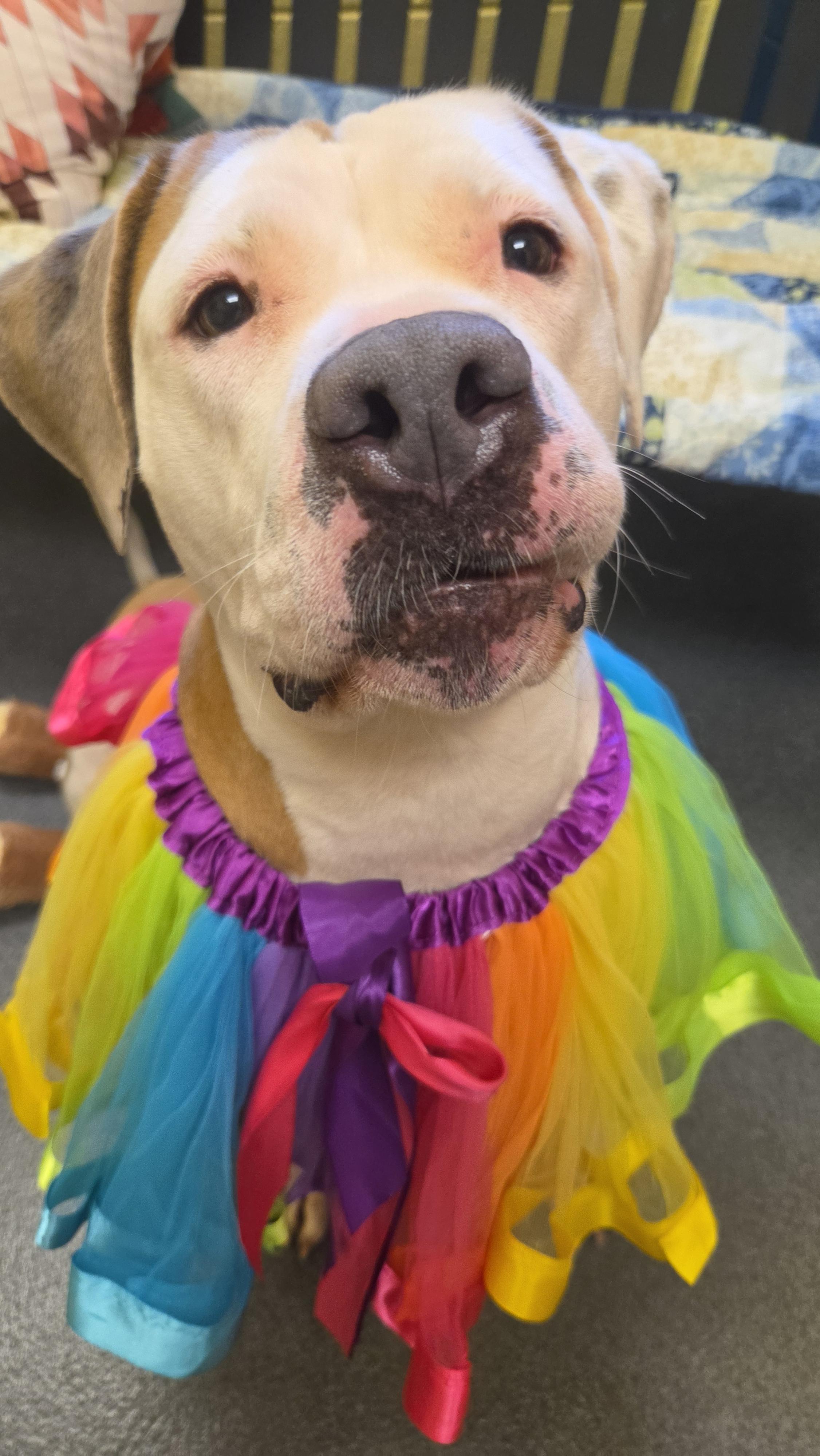 Abby (the Gem), a ADOPTABLE Pit Bull Terrier in Amherst, VA image 5/6