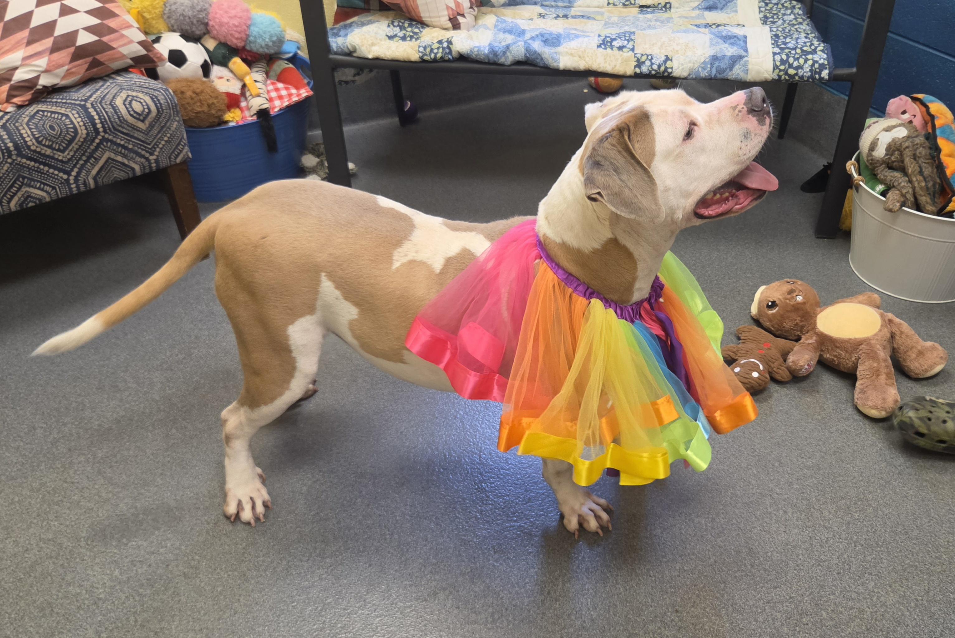 Abby (the Gem), a ADOPTABLE Pit Bull Terrier in Amherst, VA image 6/6