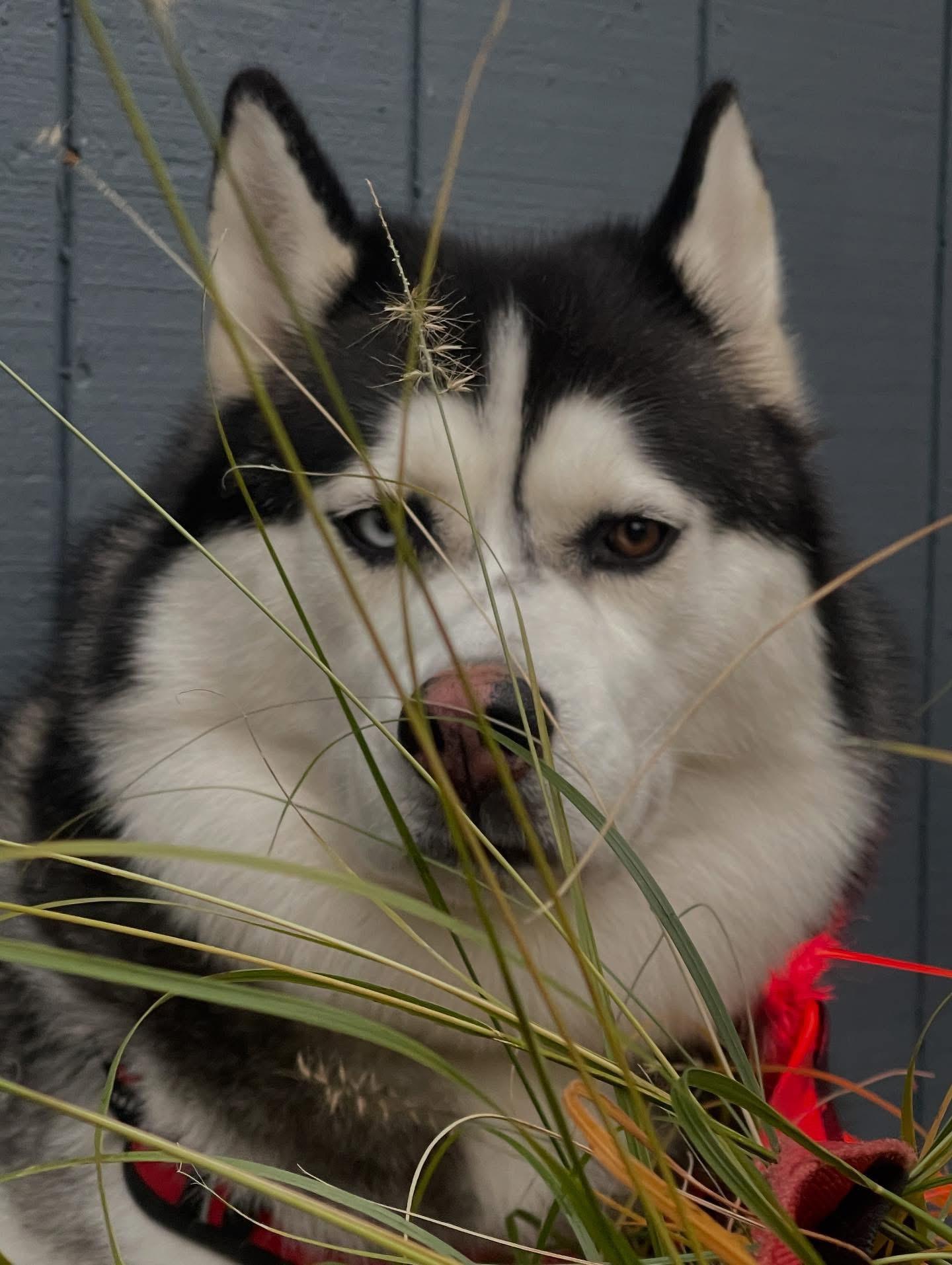 Enlarge NEPTUNE, a ADOPTABLE Siberian Husky in Chicopee, MA image 3/5