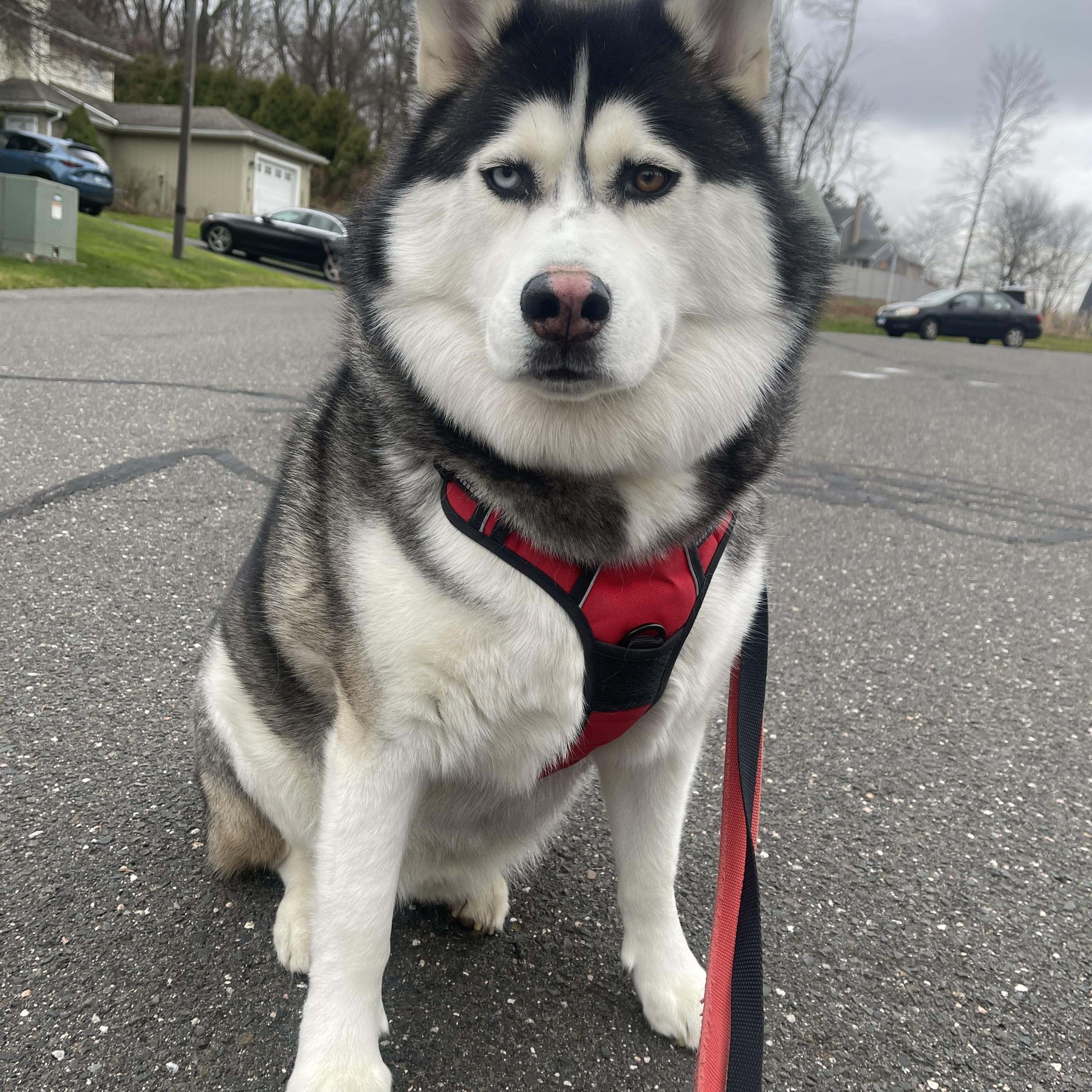 Enlarge NEPTUNE, a ADOPTABLE Siberian Husky in Chicopee, MA image 1/5