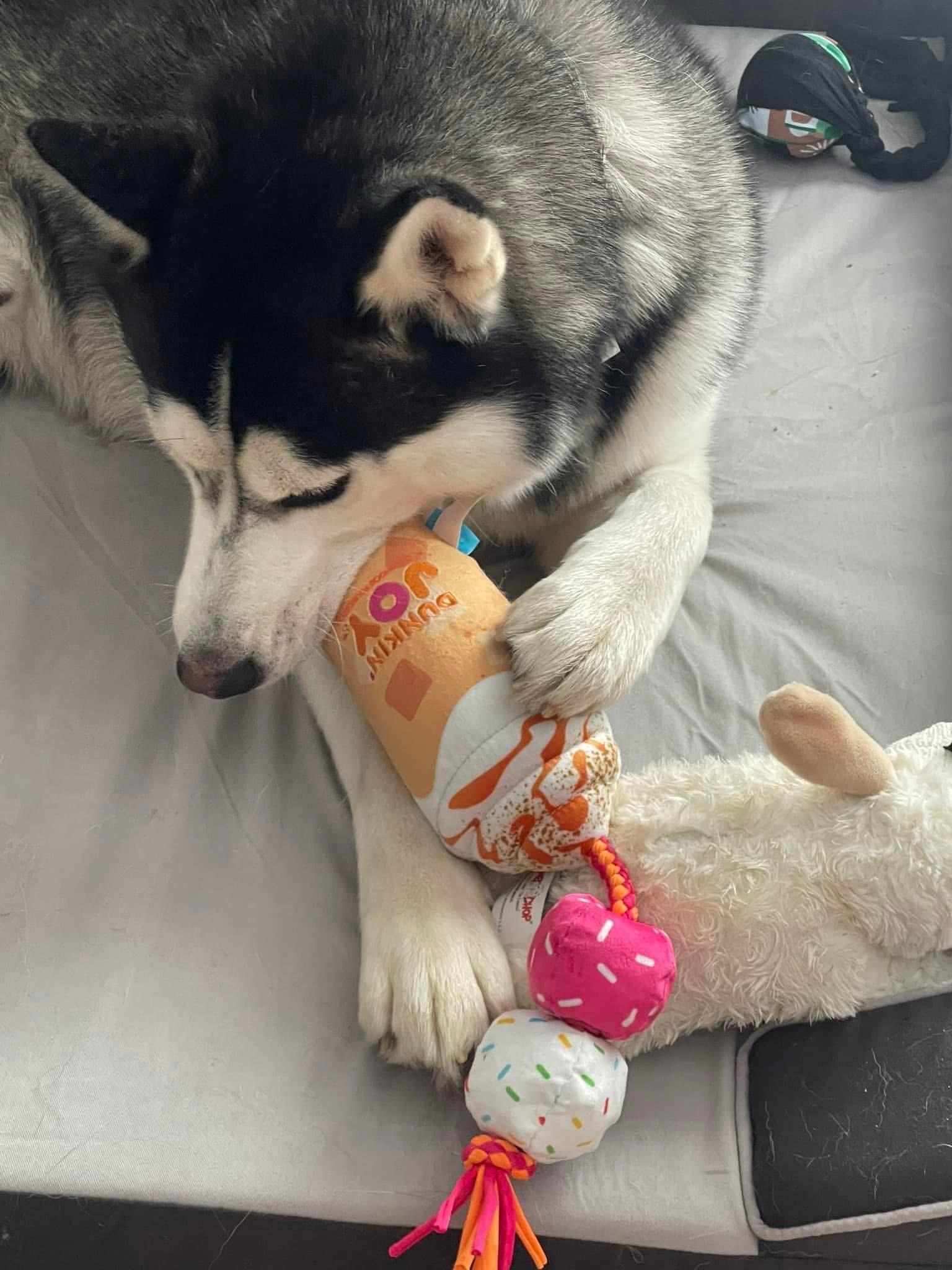 Enlarge NEPTUNE, a ADOPTABLE Siberian Husky in Chicopee, MA image 5/5