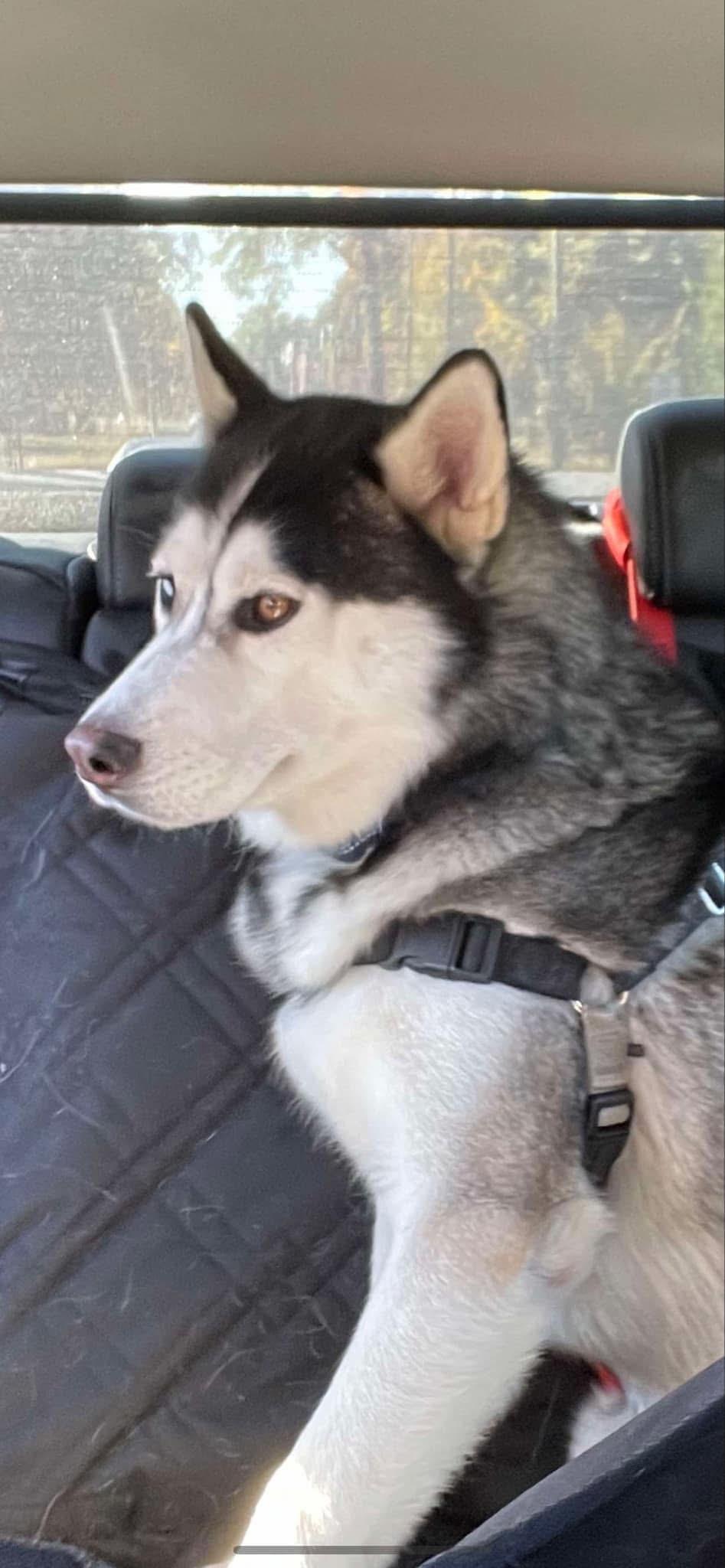 Enlarge NEPTUNE, a ADOPTABLE Siberian Husky in Chicopee, MA image 2/5