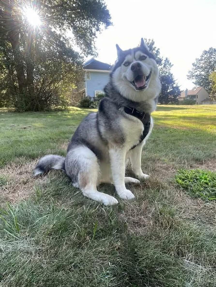 Enlarge NEPTUNE, a ADOPTABLE Siberian Husky in Chicopee, MA image 4/5