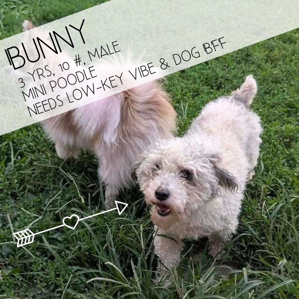 Enlarge Bunny, a Adoptable Poodle in Columbus, OH image 2/6