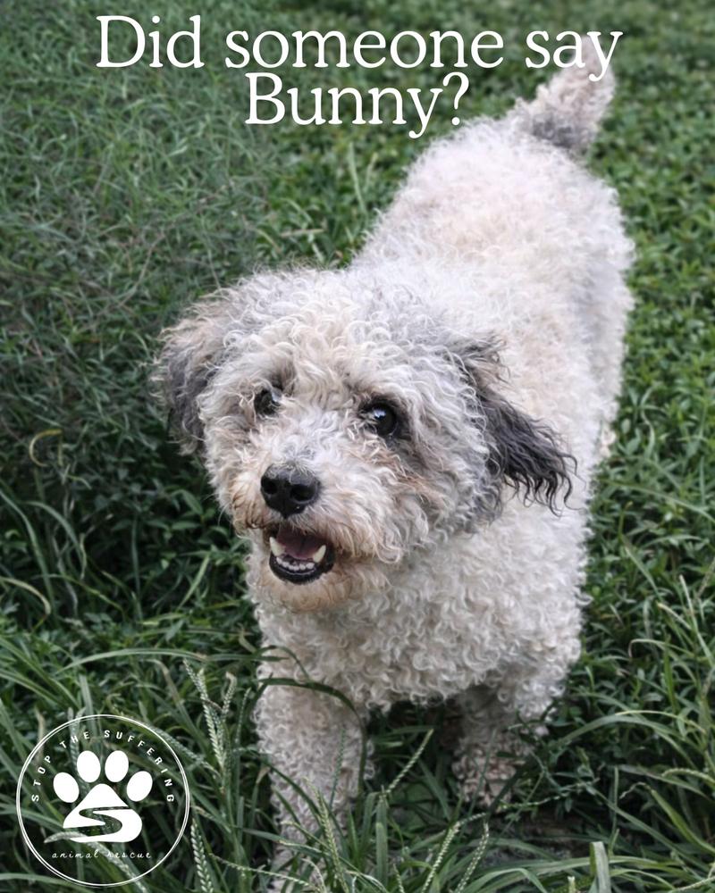 Enlarge Bunny, a Adoptable Poodle in Columbus, OH image 4/5