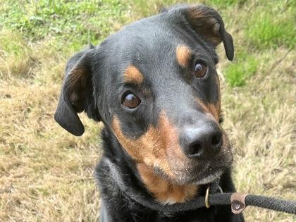 Dende, Senior Male Mixed Breed