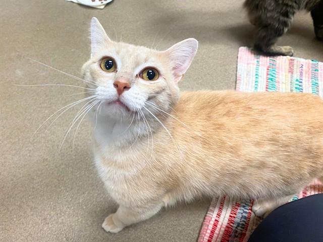 Enlarge CLANCY, a Adoptable Domestic Short Hair in Fort Wayne, IN image 1/1