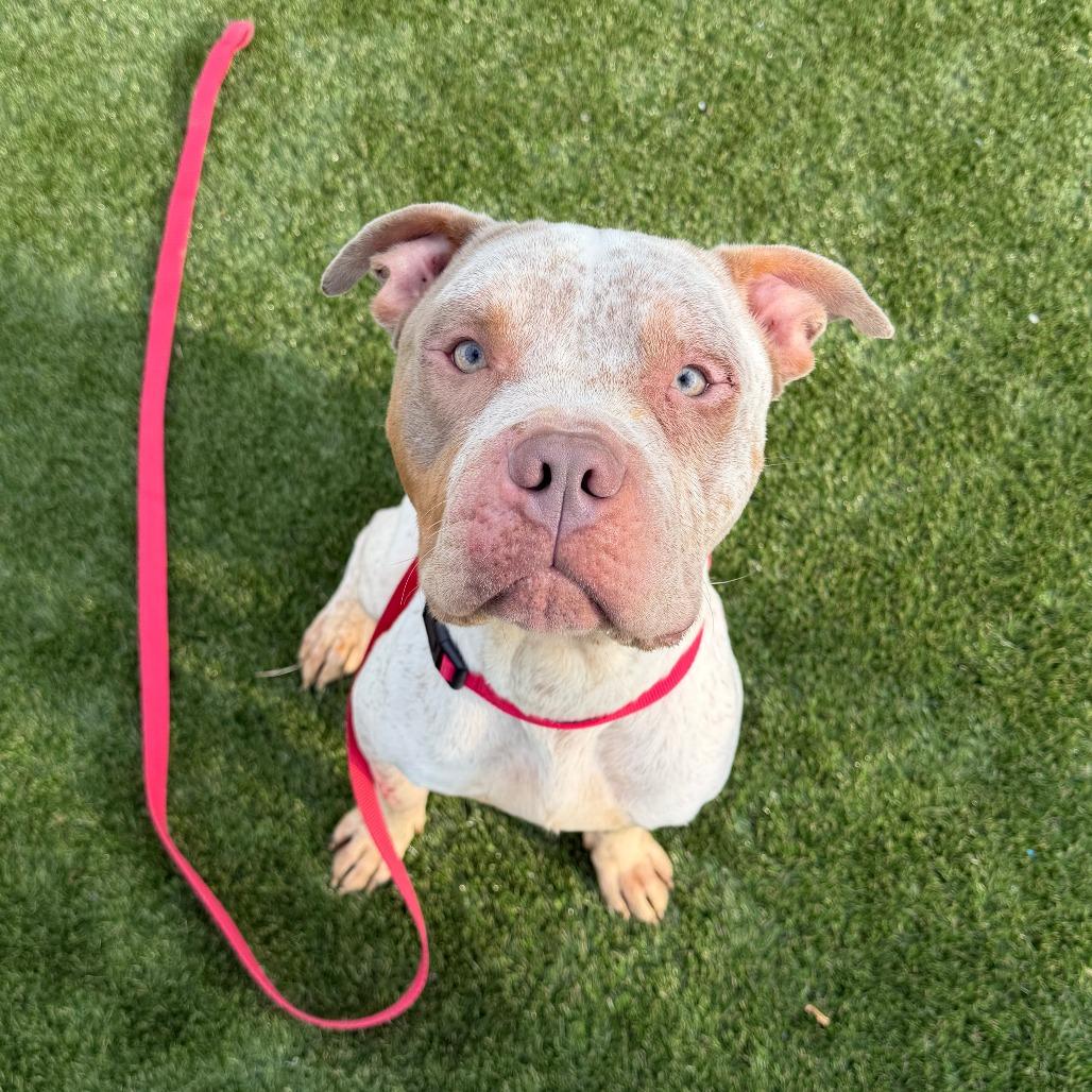 Doodlebob, a Adoptable Mixed Breed in Medford, NJ image 1/5