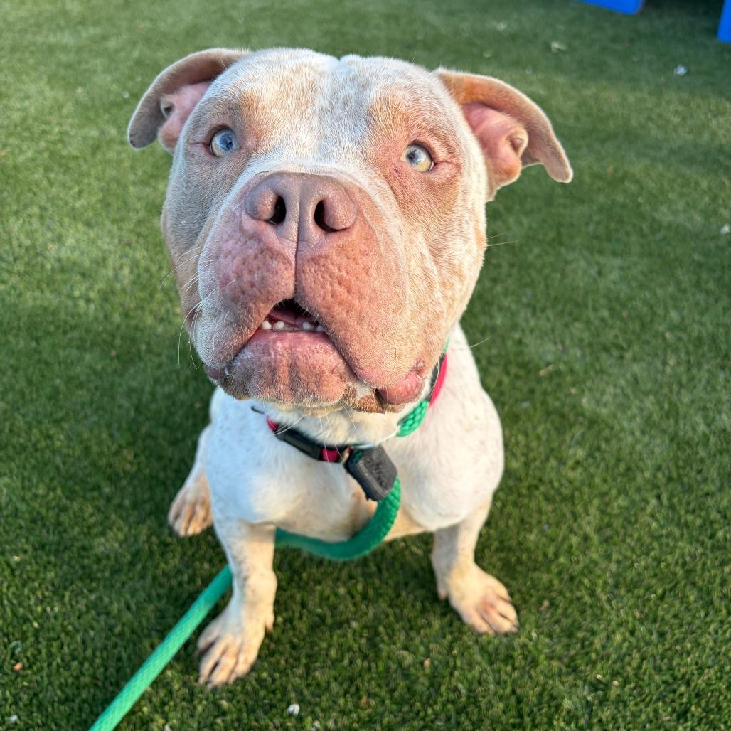 Doodlebob, a Adoptable Mixed Breed in Medford, NJ image 2/5