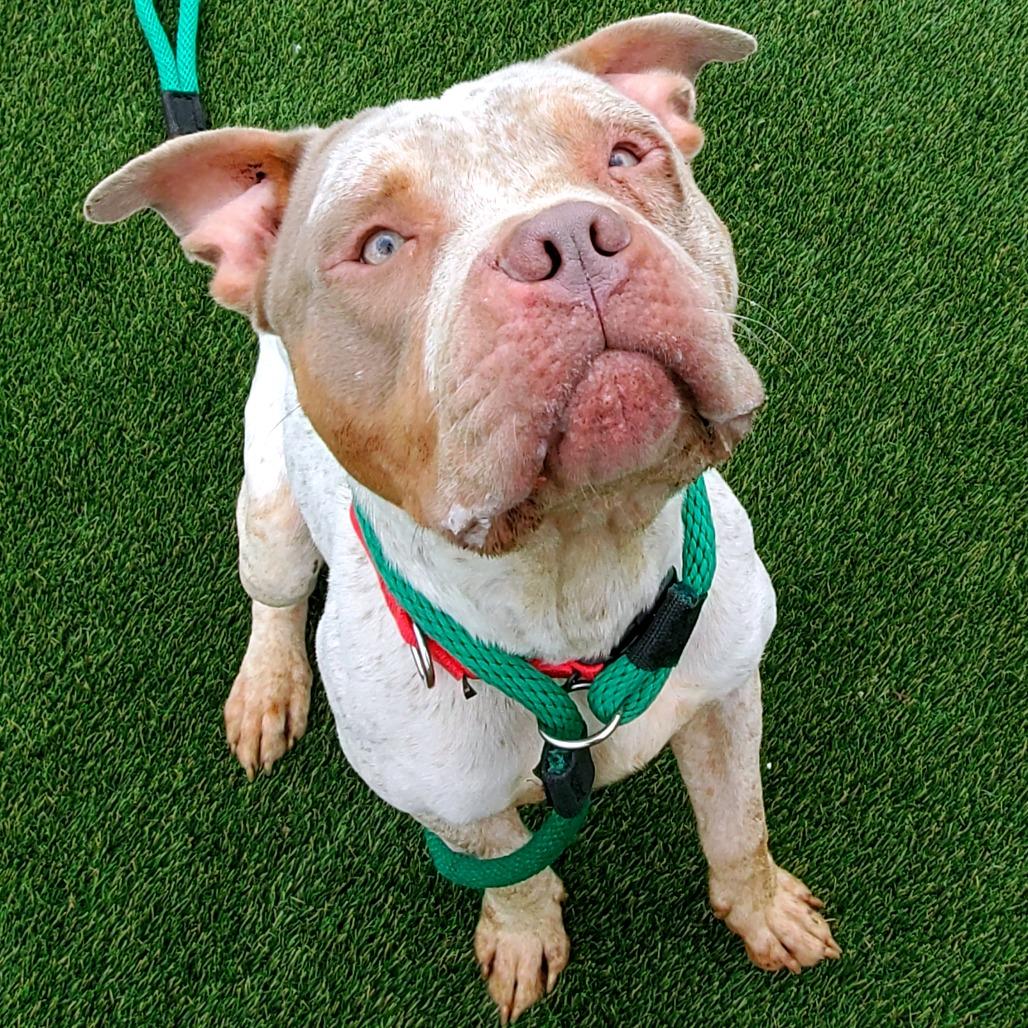 Doodlebob, a Adoptable Mixed Breed in Medford, NJ image 3/5