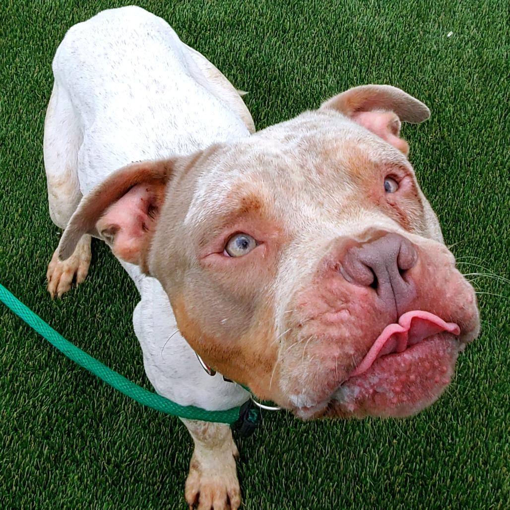 Doodlebob, a Adoptable Mixed Breed in Medford, NJ image 4/5