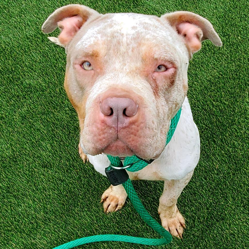 Doodlebob, a Adoptable Mixed Breed in Medford, NJ image 5/5