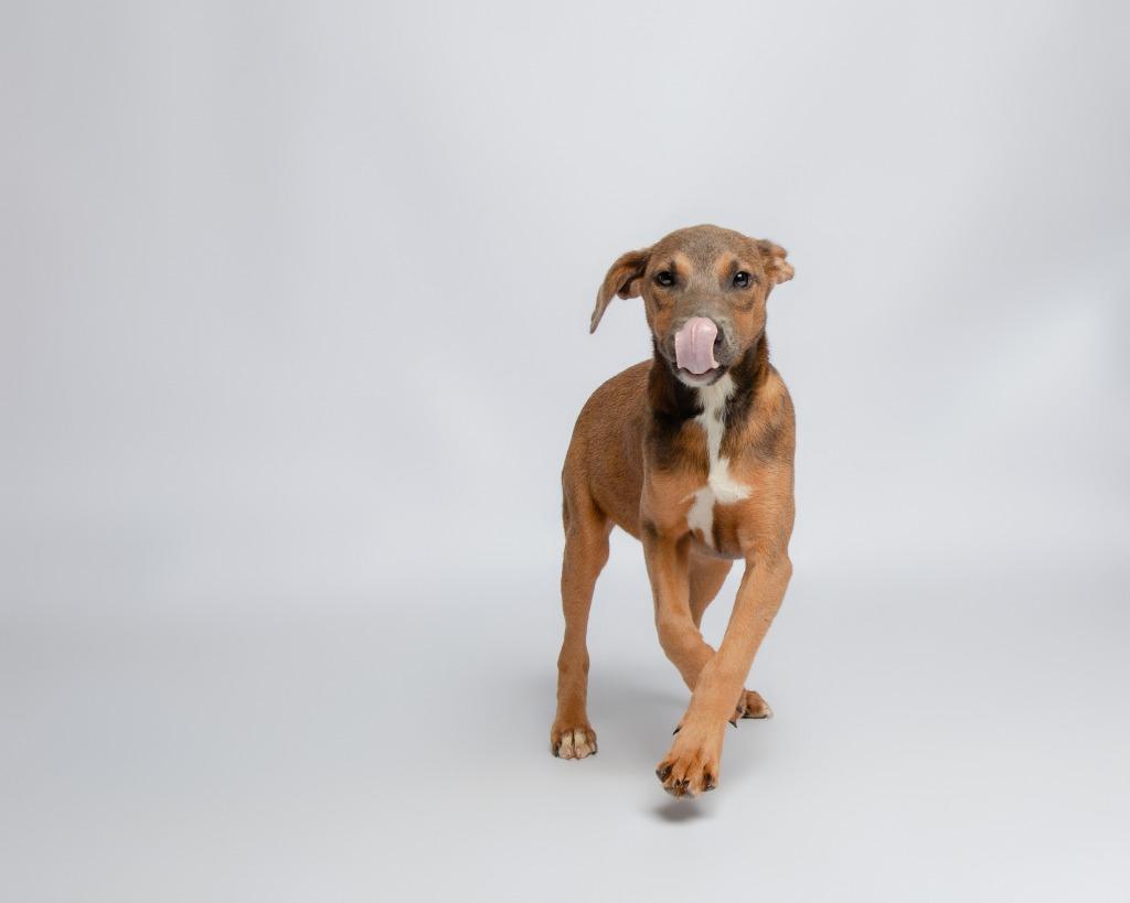 Butterfly, Adoptable, Puppy Female Doberman Pinscher & German Shepherd Dog.