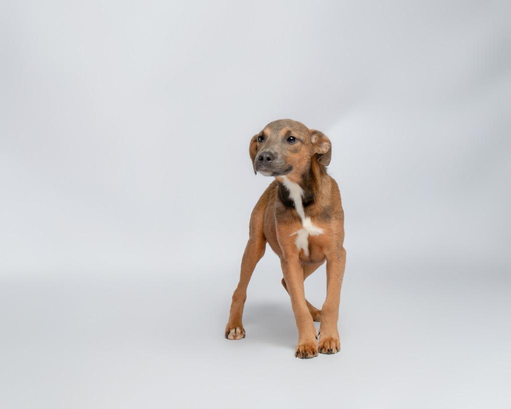 Butterfly, a Adoptable mixed breed in Rockport, TX image 2/4